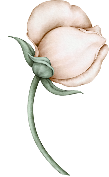 Cream rose
